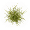 Circle Image of Coastal Grass