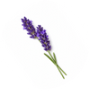 Circle Image of Sea Lavender